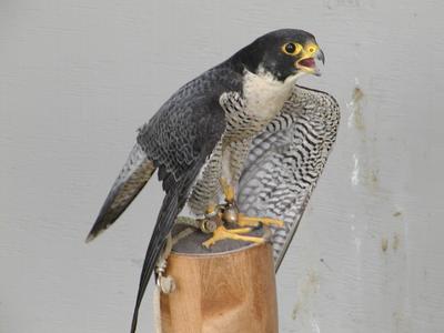Peregrine falcon #2