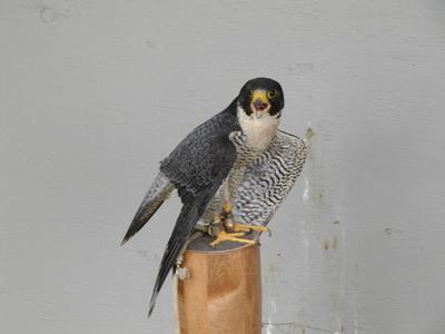 Peregrine falcon #3