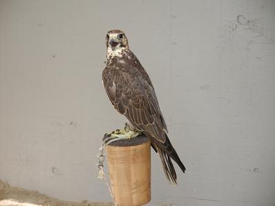 Saker falcon #2