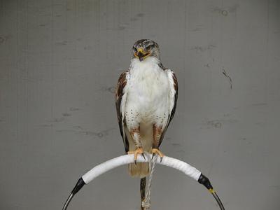 Ferruginous rough-legged hawk