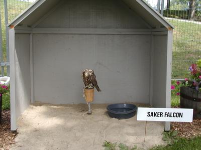 Saker falcon #3