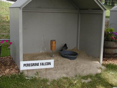 Peregrine falcon #4