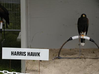 Harris hawk #2