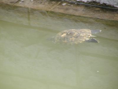 Turtle swimming in pool in front of floral clock