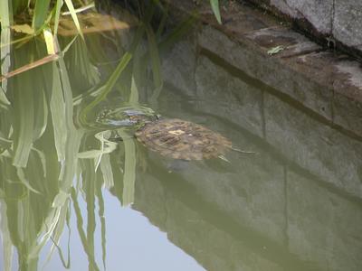 Turtle swimming in pool in front of floral clock #3