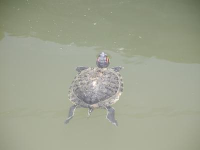 Turtle swimming in pool in front of floral clock #6