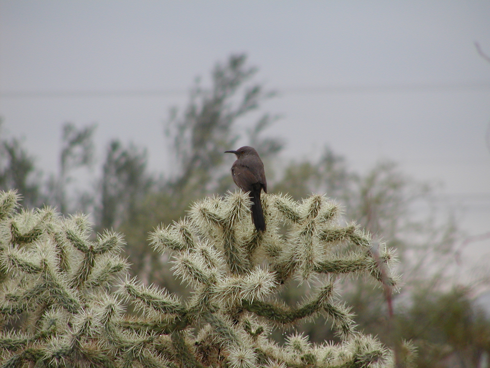 Bird on a cactus #2