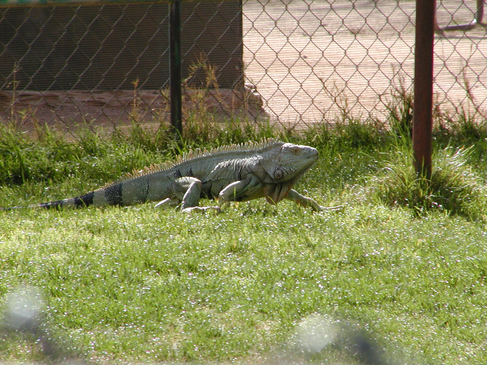 Iguana #3