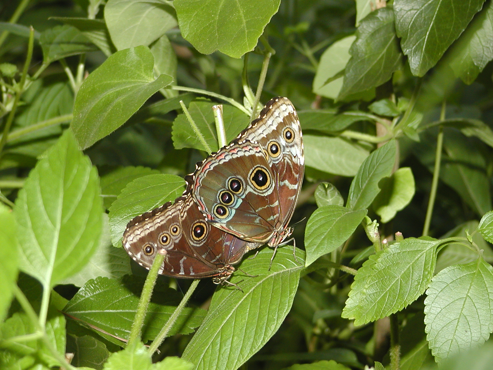 Common Blue Morpho #3