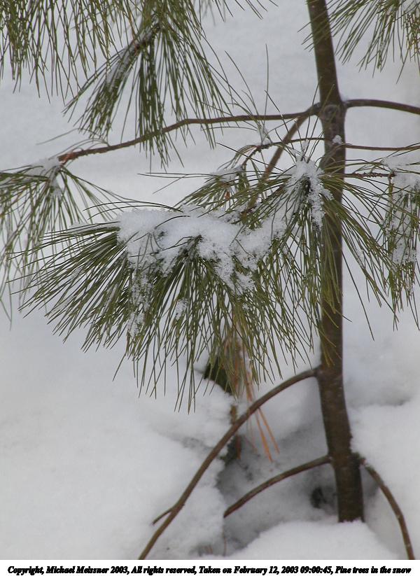 Pine trees in the snow #3