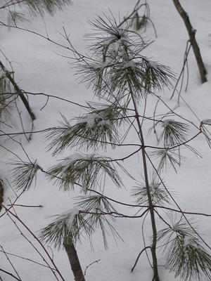 Pine trees in the snow