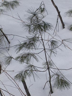 Pine trees in the snow #2