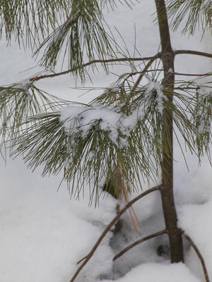 Pine trees in the snow #3