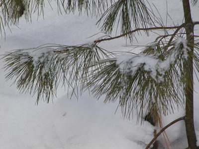 Pine trees in the snow #4