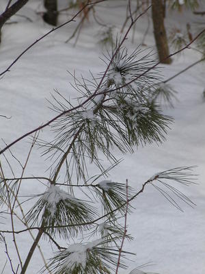 Pine trees in the snow #5