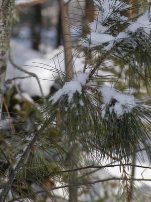 Pine trees in the snow #6