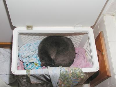 Remove cat before doing laundry