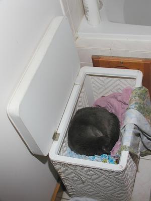 Remove cat before doing laundry #2