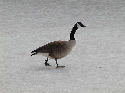 Canadian Goose #2