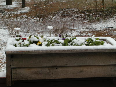 Pansies in the snow #2