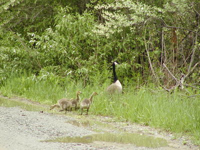 Goose and goslings #3