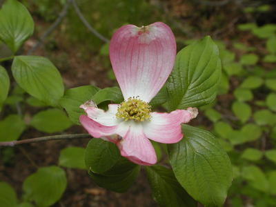 Dogwood flower #4