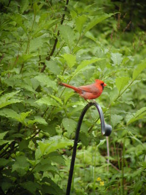 Cardinal #3