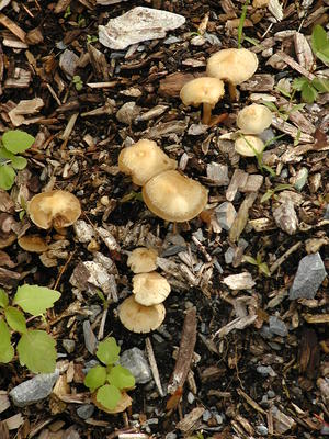 Mushrooms at Acton Arboretum