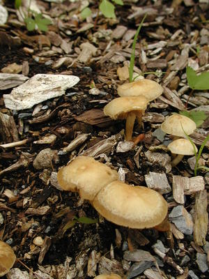 Mushrooms at Acton Arboretum #2