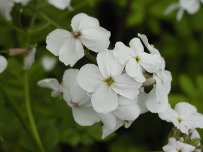 White flowers at Acton Aboretum #2