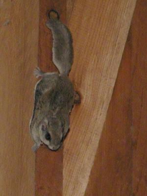 Squirrel in the house #3