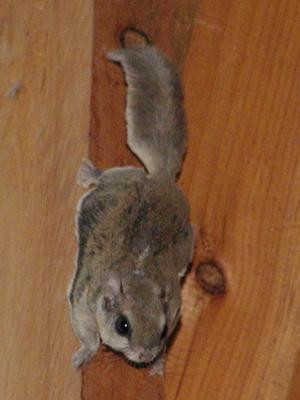 Squirrel in the house #4