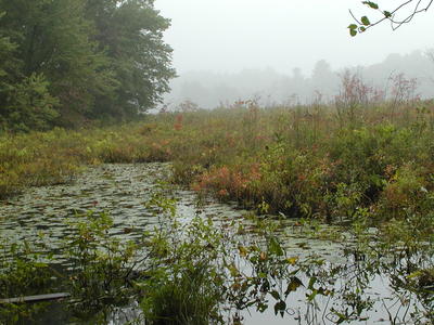 Fog over Spectacle Pond