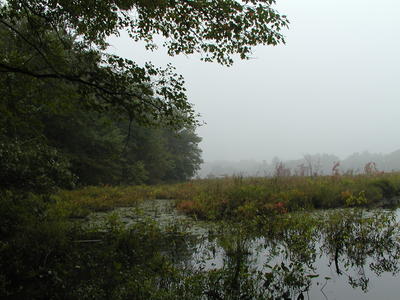 Fog over Spectacle Pond #2
