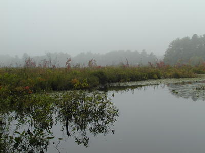 Fog over Spectacle Pond #3