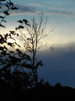 Tree and clouds #2