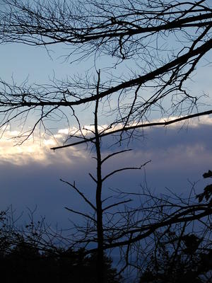 Tree and clouds #5