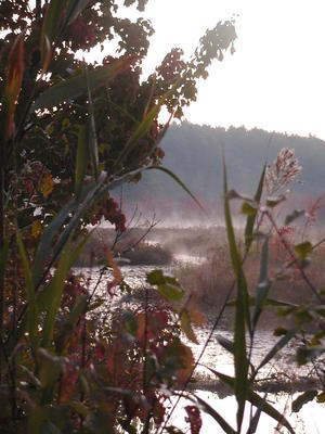 Early morning mist #2