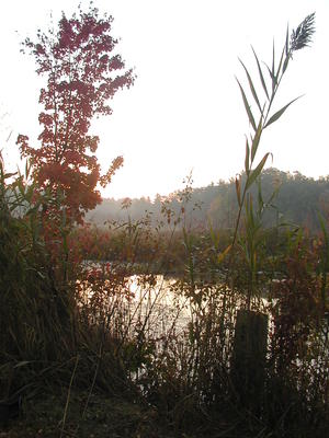 Spectacle Pond at sunrise