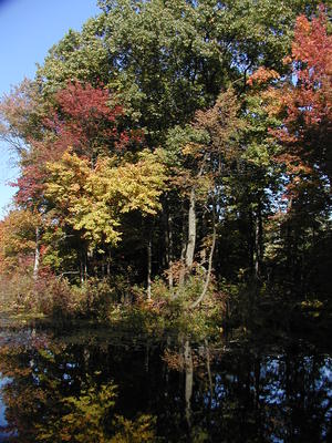 Spectacle Pond in fall #4