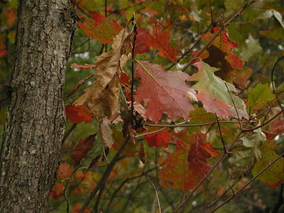 Fall leaves