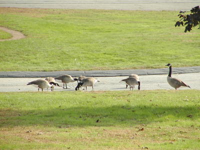 Canadian Geese #4