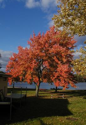 Fall tree at Sandy Pond