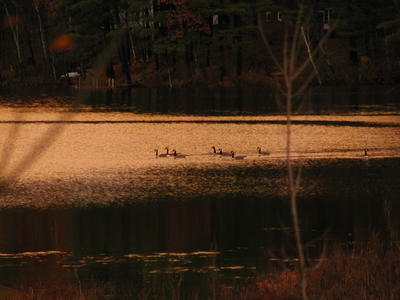 Ducks at sunset on Spectacle Pond