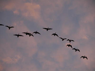 Canadian Geese #5
