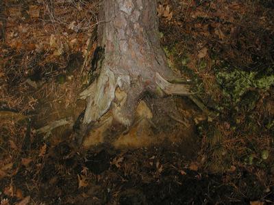 Tree roots #3