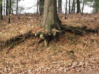 Tree roots #4