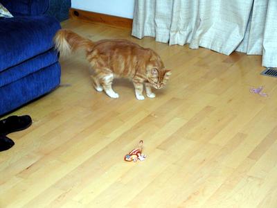 America inspects the new cat toy