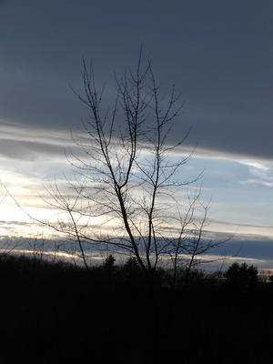 Tree at sunset #2