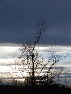 Tree at sunset #3